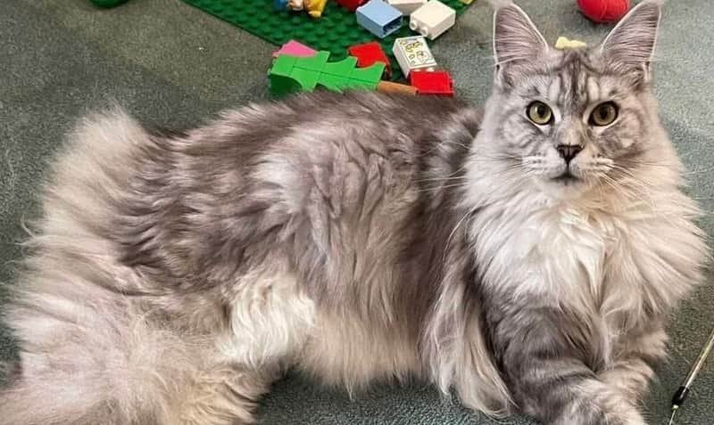 7 Fun Facts About Maine Coons