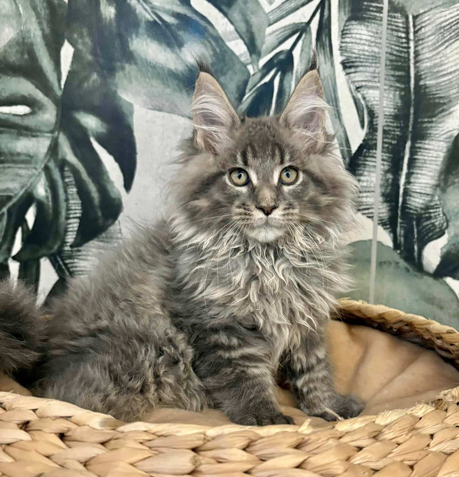 Vanessas-Maine-Coons-full-width-home-page