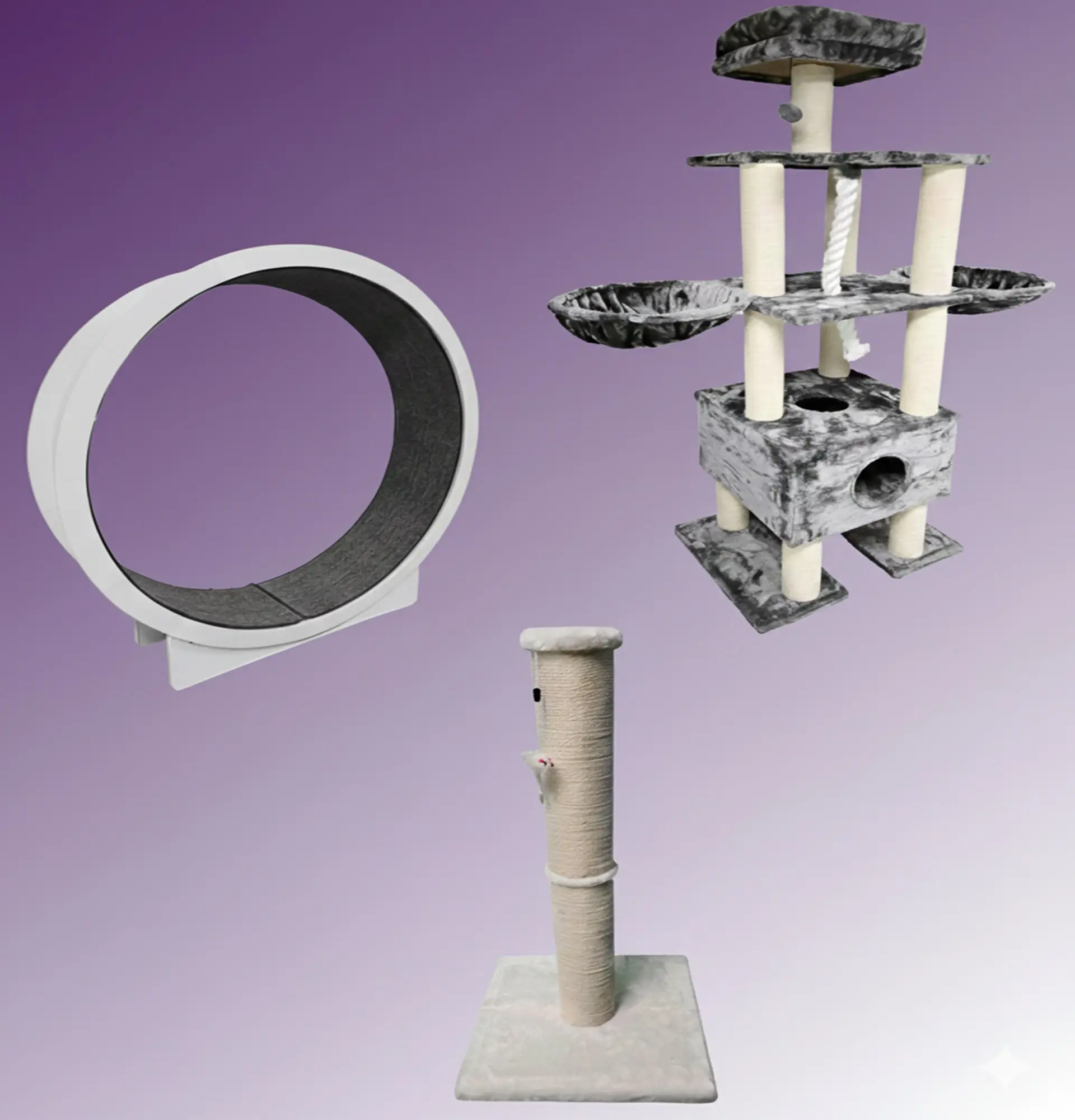 Vanessas-Maine-Coons-hero-3-1